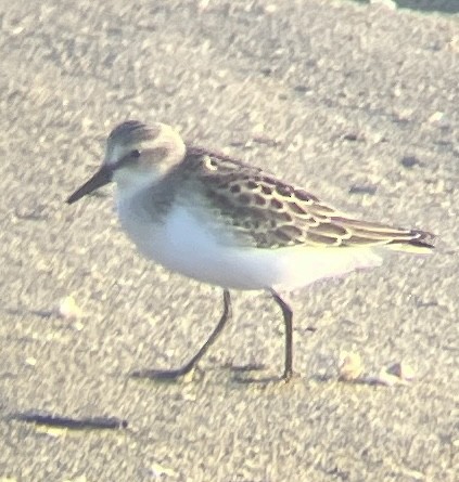 Calidris sp. (petit bécasseau sp.) - ML623131909