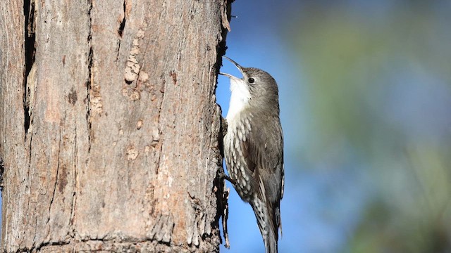 White-throated Treecreeper (White-throated) - ML623131913
