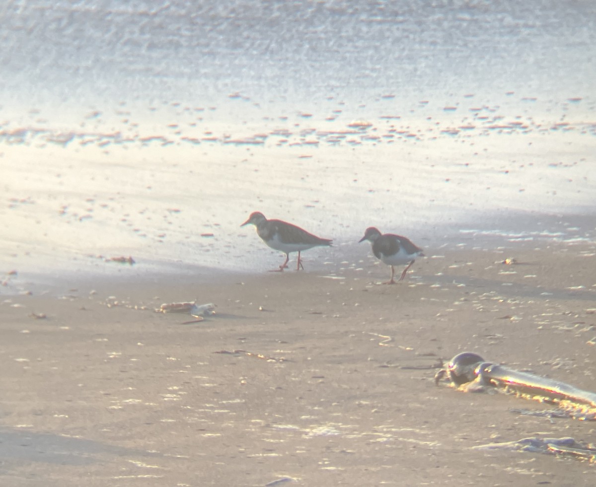 Ruddy Turnstone - ML623131921