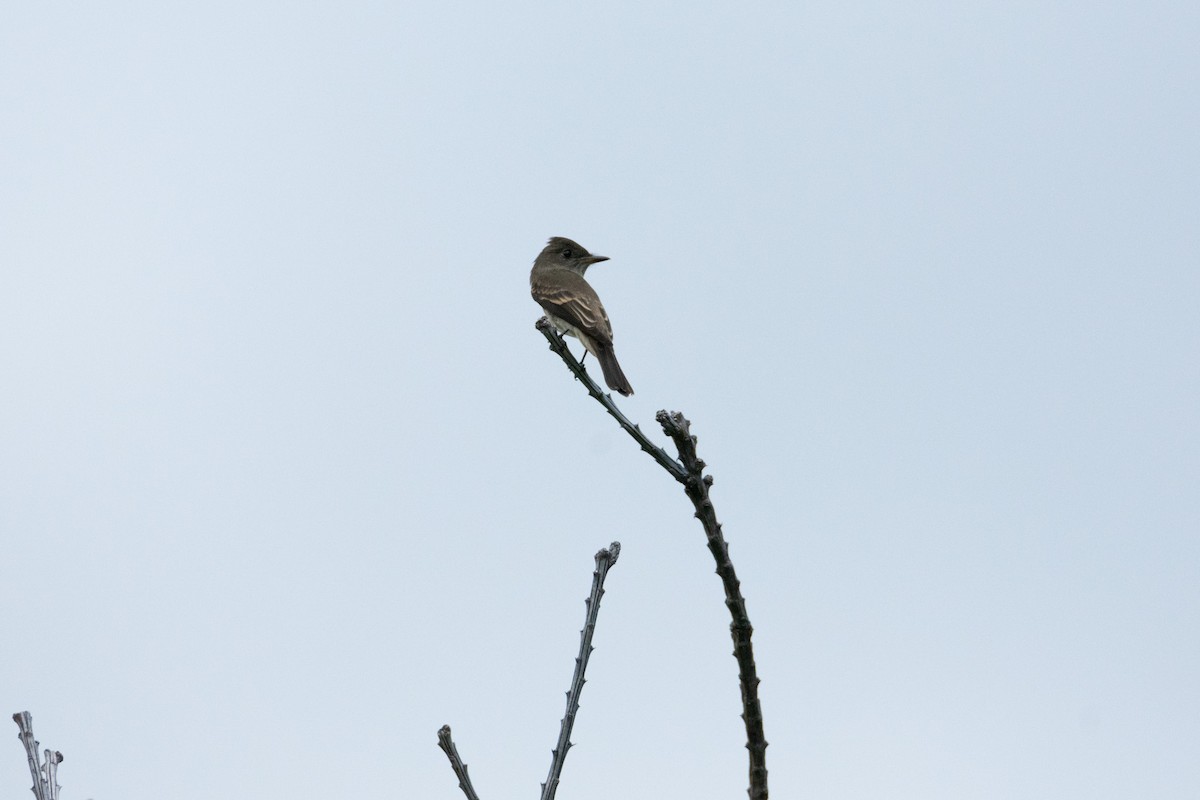 Western Wood-Pewee - ML623131933