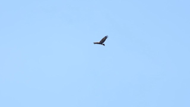 Wedge-tailed Eagle - ML623131935