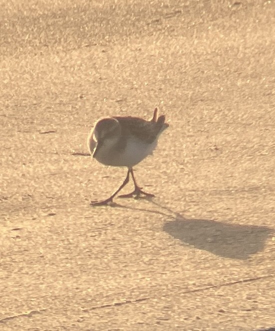 Calidris sp. (peep sp.) - ML623131941