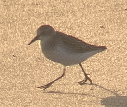 Calidris sp. (petit bécasseau sp.) - ML623131942