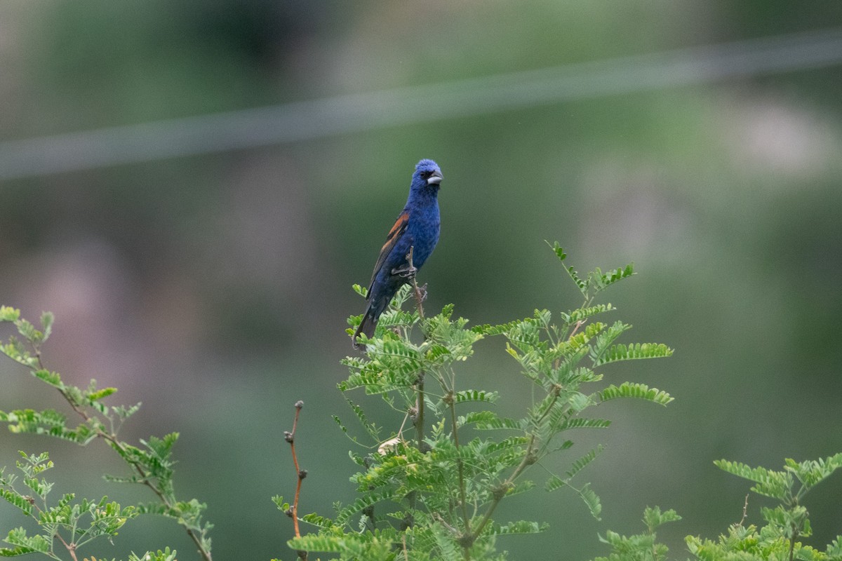 Blue Grosbeak - ML623131950