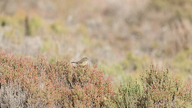 Slender-billed Thornbill - ML623131976
