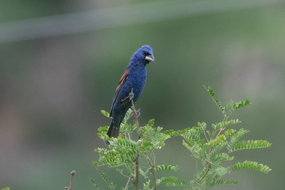 Blue Grosbeak - ML623131985