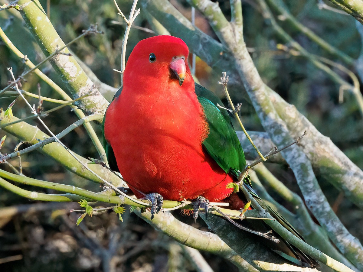 Australian King-Parrot - ML623132019