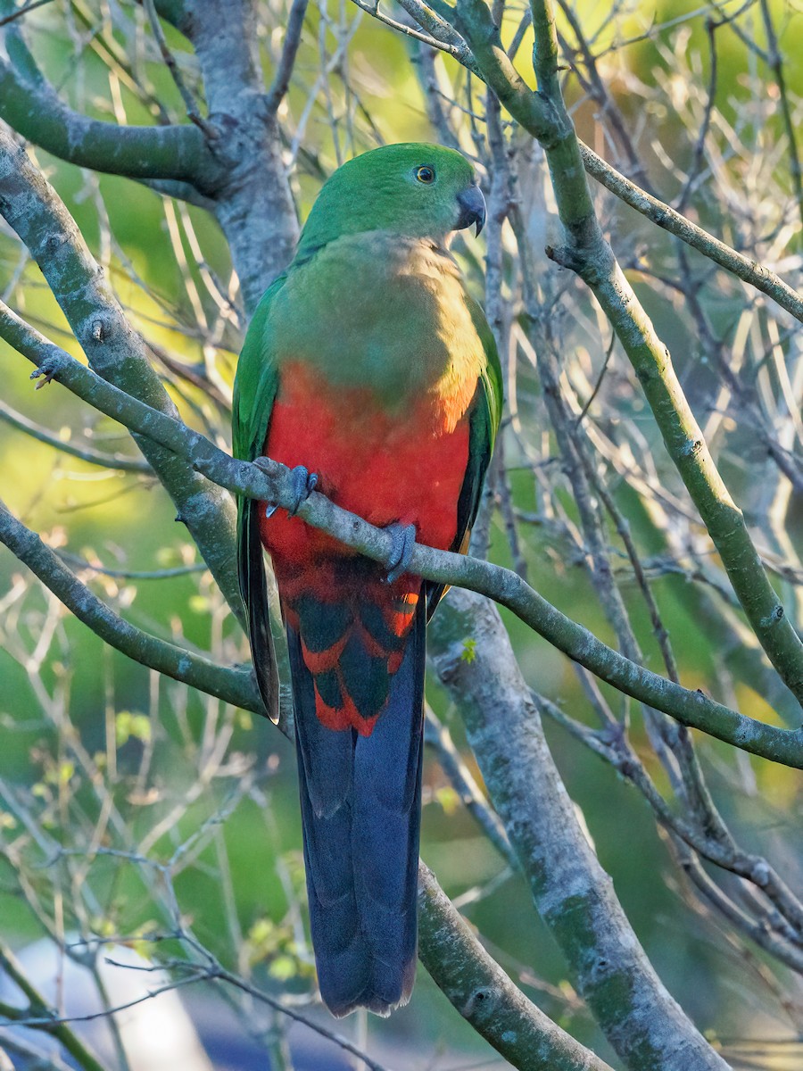 Australian King-Parrot - ML623132020