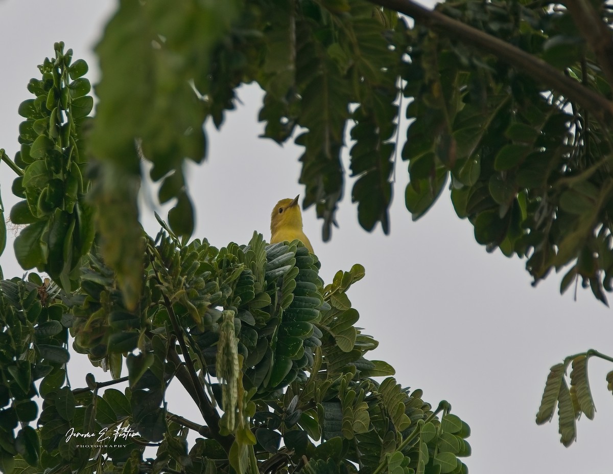 Yellow Warbler - ML623132021