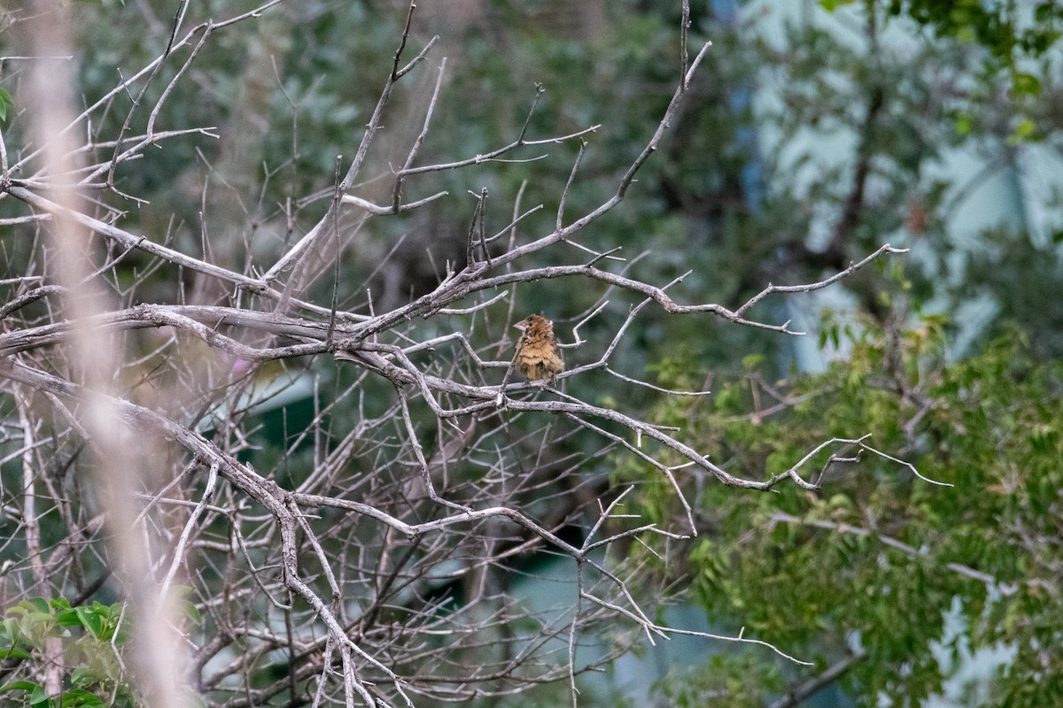 Blue Grosbeak - ML623132035