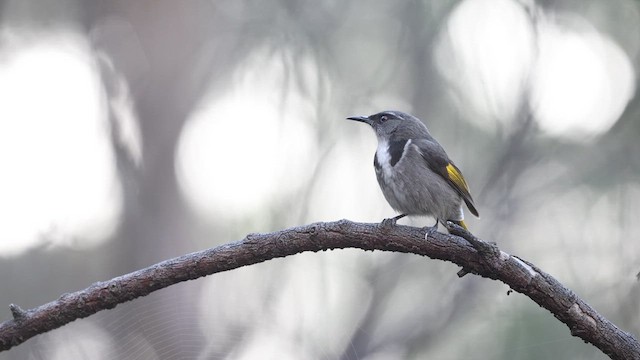 Crescent Honeyeater - ML623132040