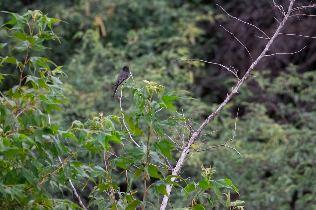 Black Phoebe - ML623132049