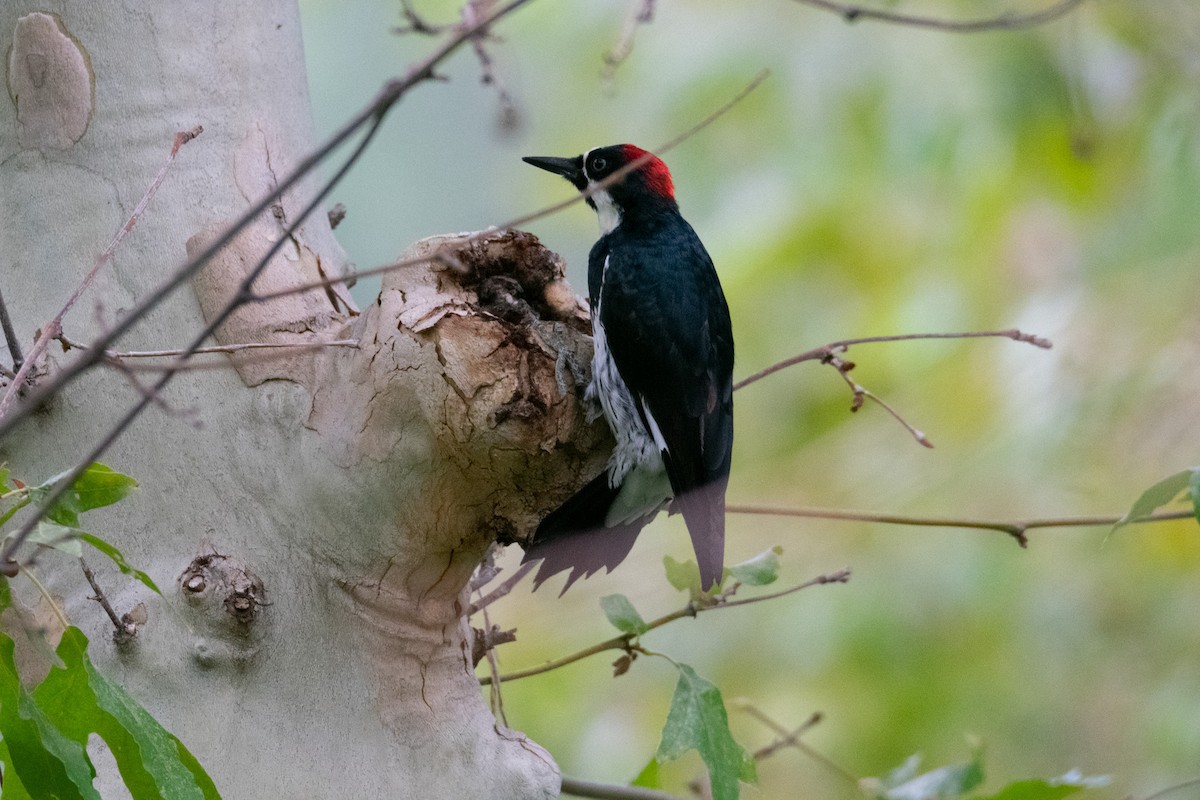 Acorn Woodpecker - ML623132117