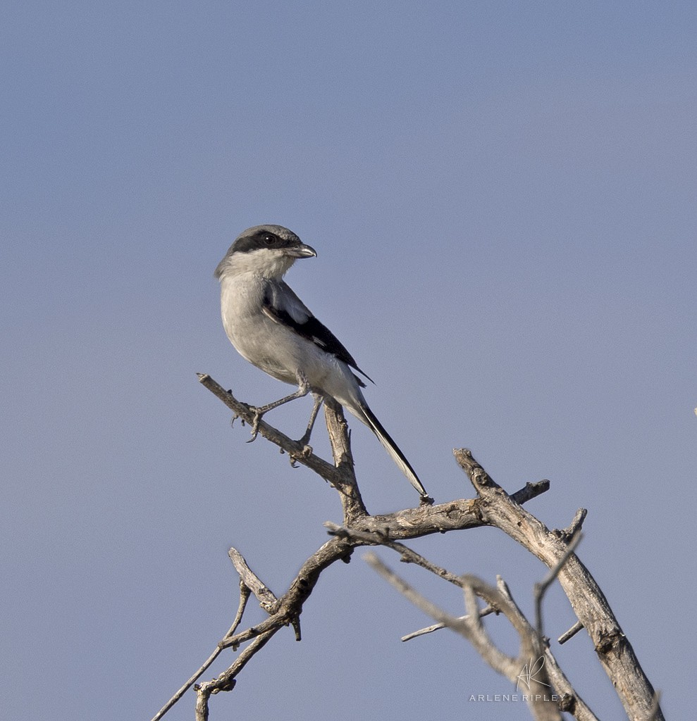 Alcaudón Americano - ML623132118