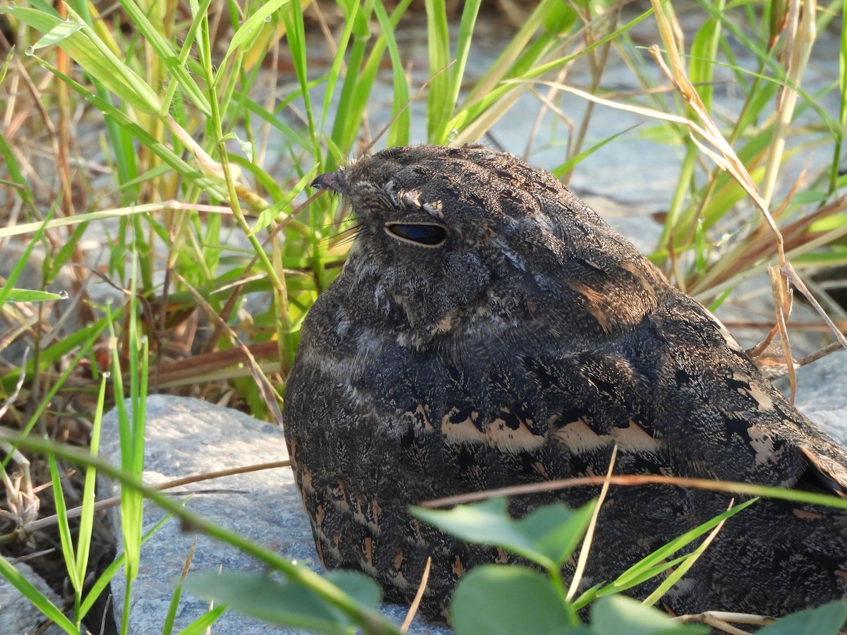 Savanna Nightjar - ML623132120