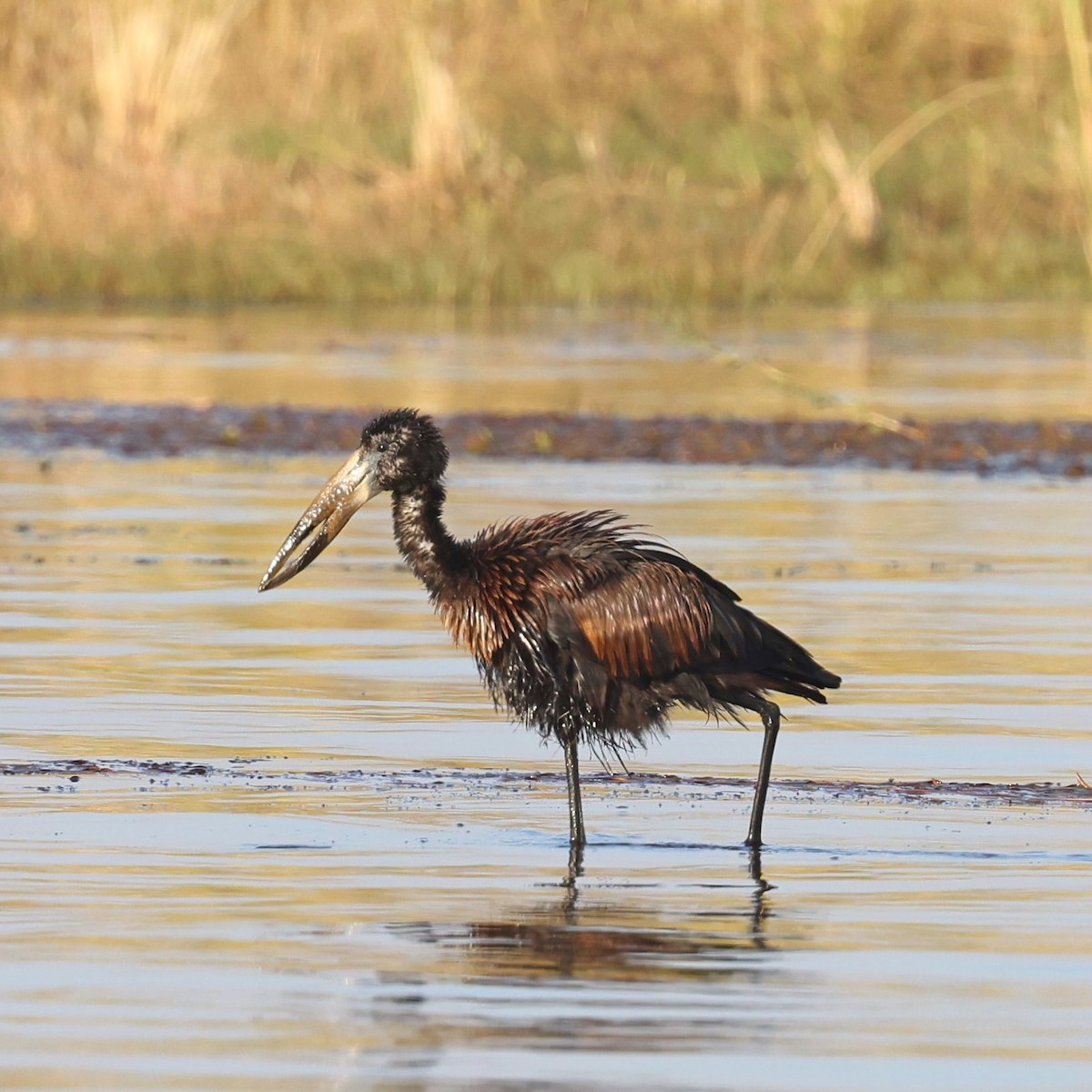 African Openbill - ML623132167