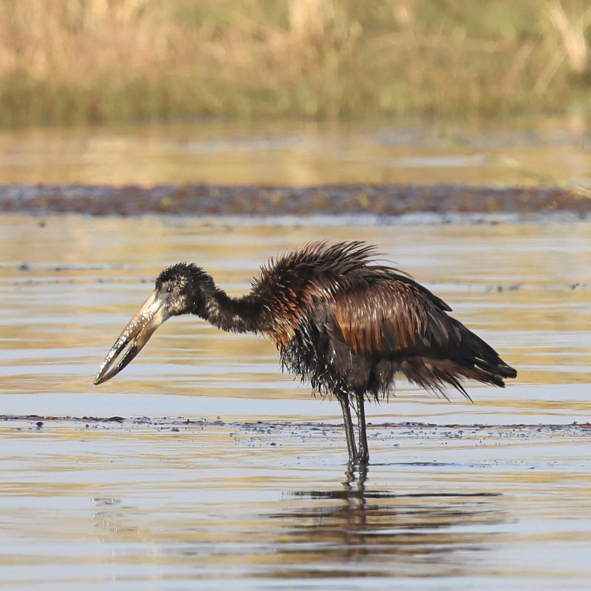 African Openbill - ML623132168