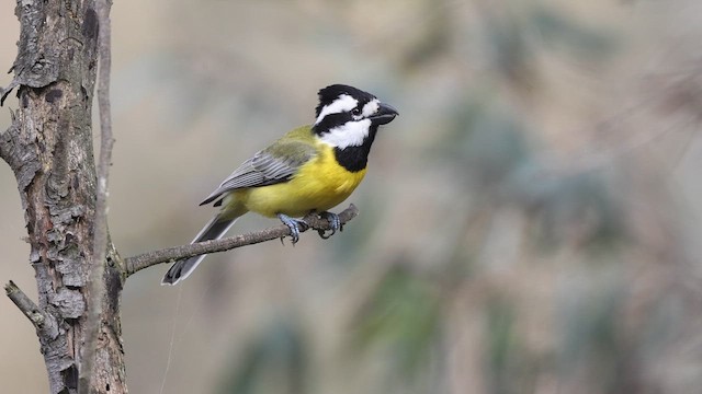 Eastern Shrike-tit - ML623132170