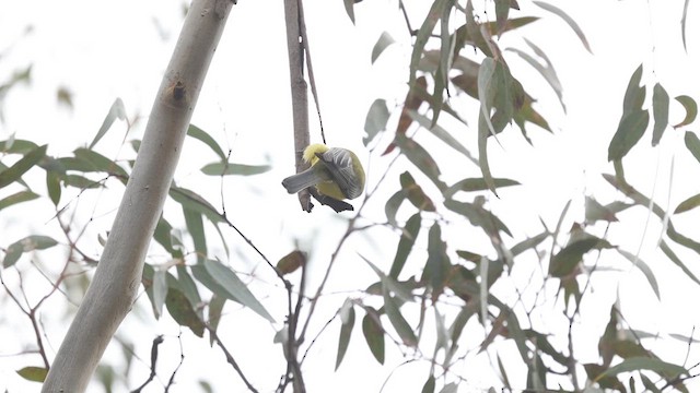Eastern Shrike-tit - ML623132172