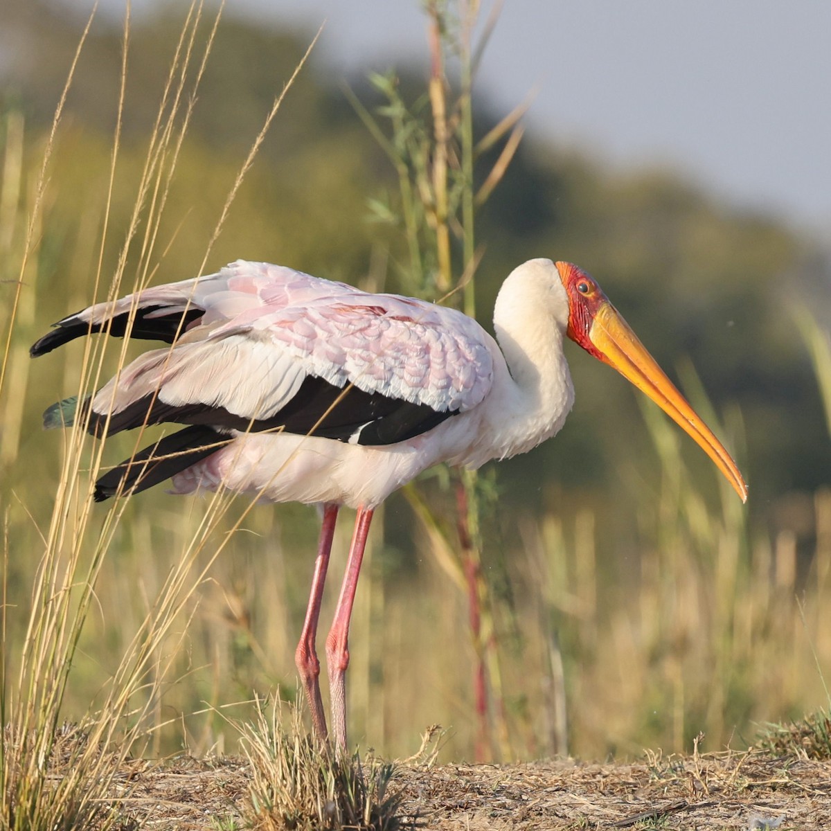 Yellow-billed Stork - Steve Mannix