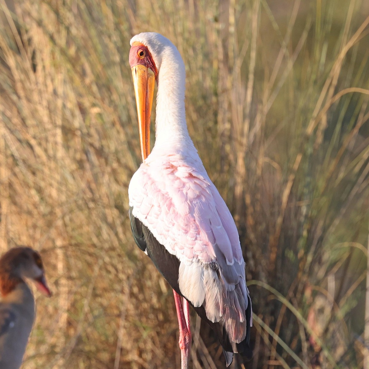 Yellow-billed Stork - Steve Mannix