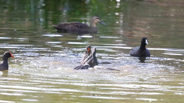 Dusky Moorhen - ML623132206