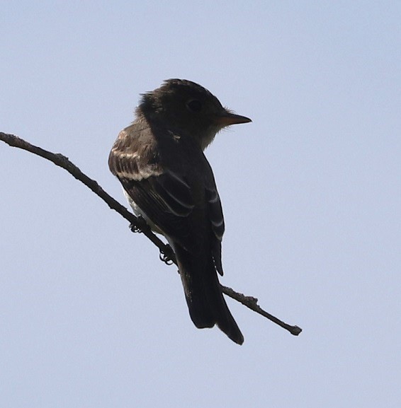 Eastern Wood-Pewee - ML623132212