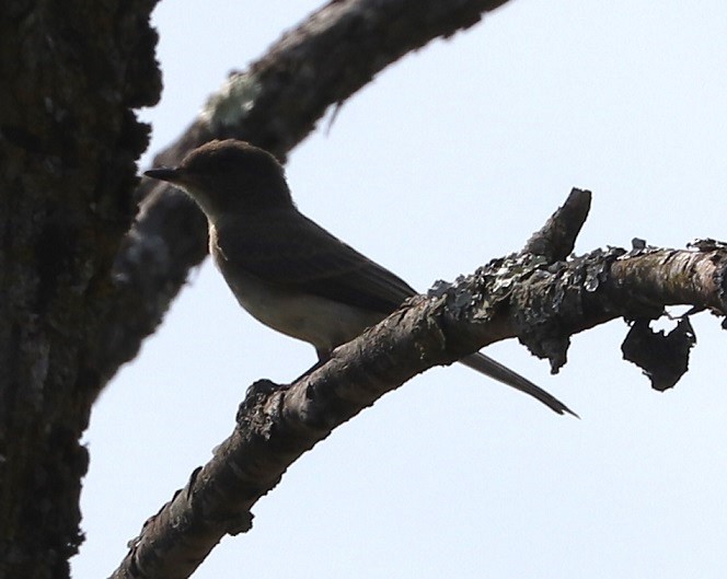 Eastern Phoebe - ML623132226