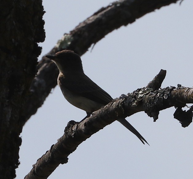 Eastern Phoebe - ML623132227