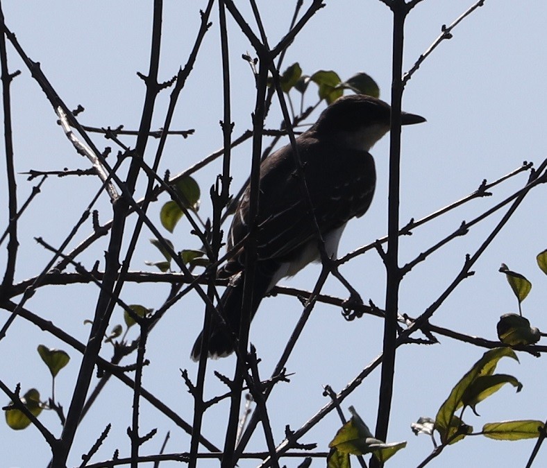 Eastern Kingbird - ML623132231