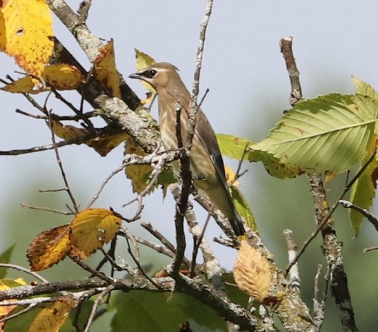 Cedar Waxwing - ML623132244