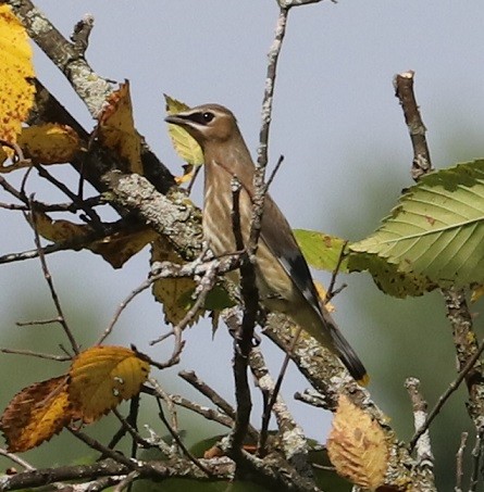 Cedar Waxwing - ML623132245