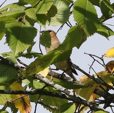 Cedar Waxwing - ML623132246