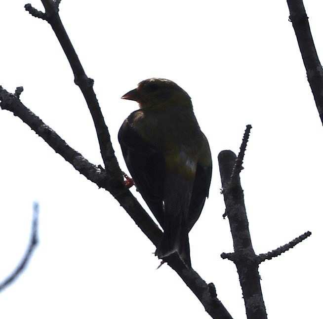 American Goldfinch - ML623132251