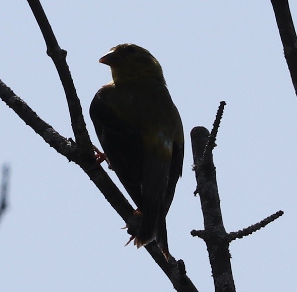 American Goldfinch - ML623132252