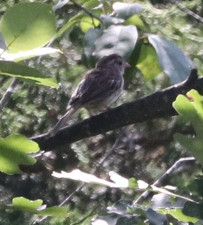 Song Sparrow - ML623132257