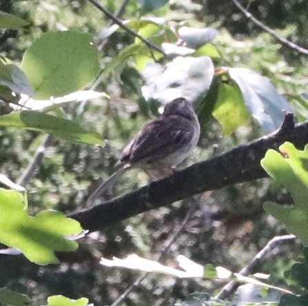 Song Sparrow - ML623132258