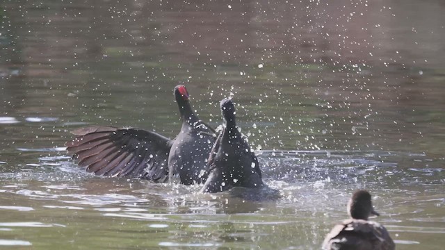 Dusky Moorhen - ML623132267
