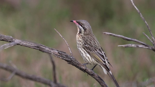 Spiny-cheeked Honeyeater - ML623132294