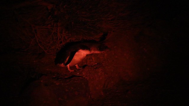 コビトペンギン - ML623132301