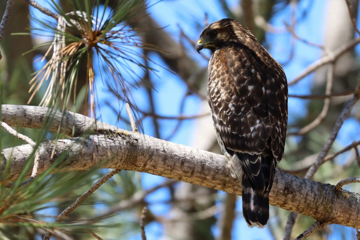 Red-shouldered Hawk - ML623132375