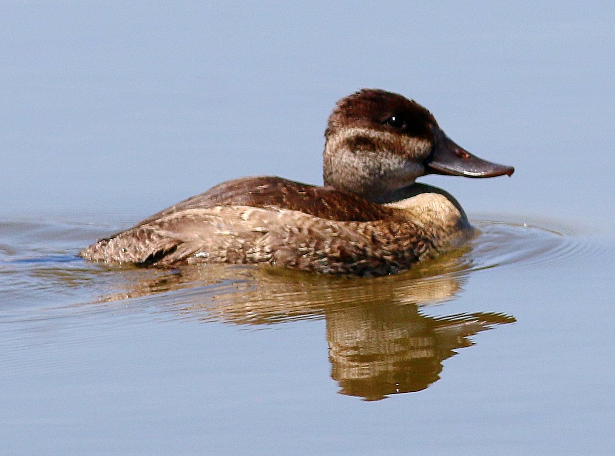 Ruddy Duck - ML623132401