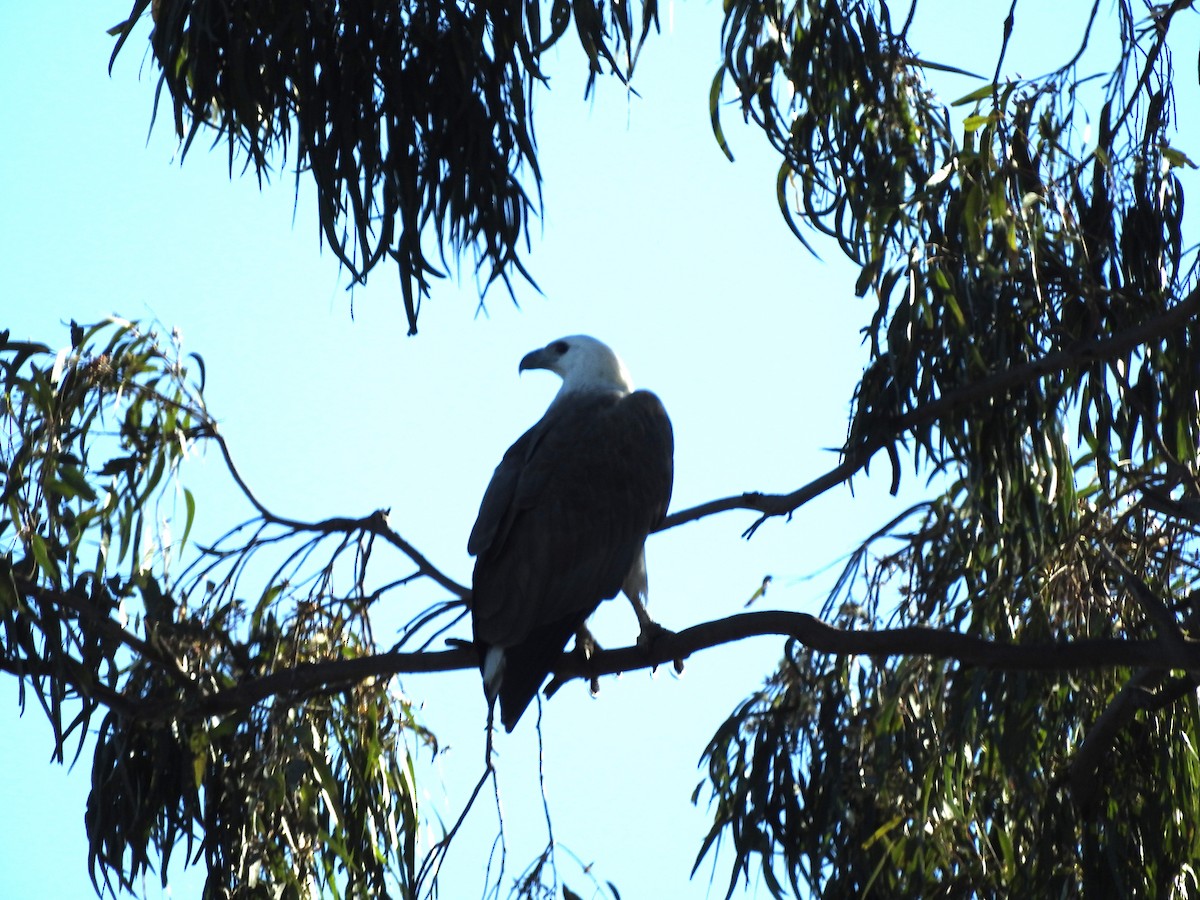 White-bellied Sea-Eagle - Rae Clark