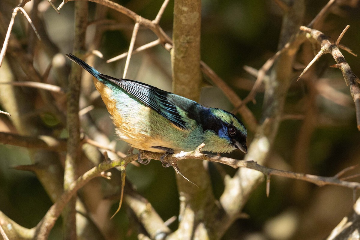 Blue-browed Tanager - ML623132440