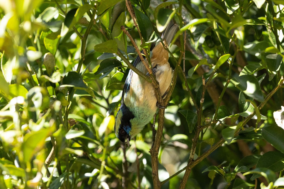 Blue-browed Tanager - ML623132444