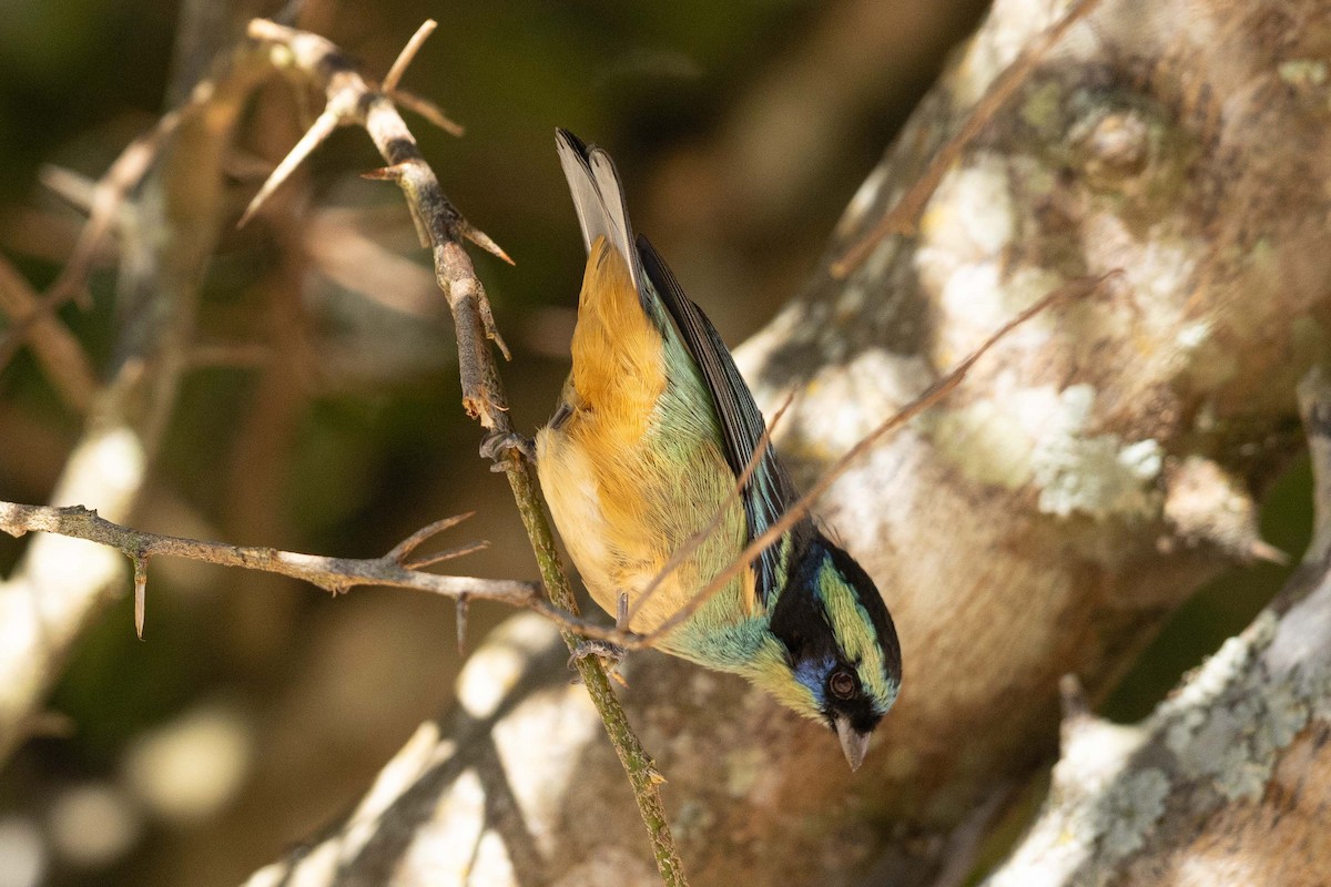 Blue-browed Tanager - ML623132446