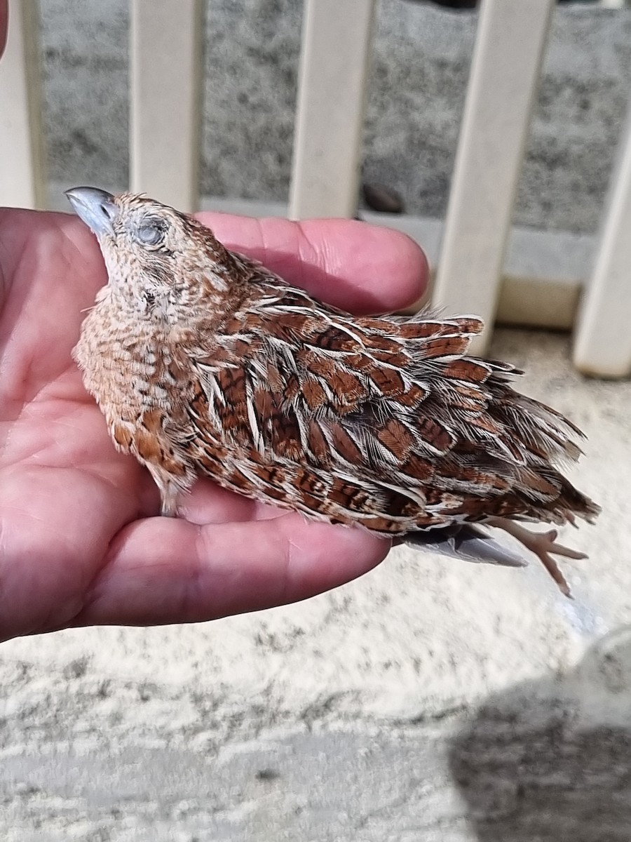 Little Buttonquail - ML623132515