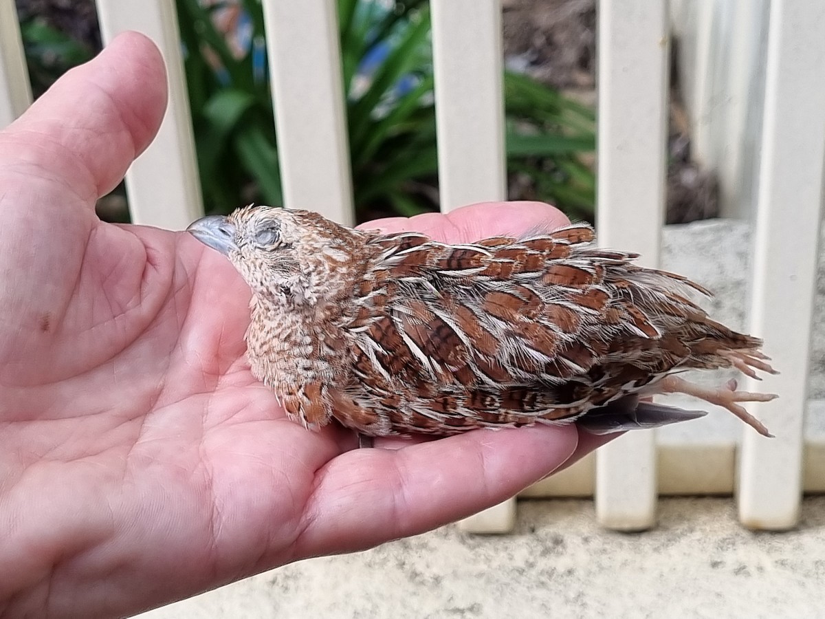 Little Buttonquail - ML623132516