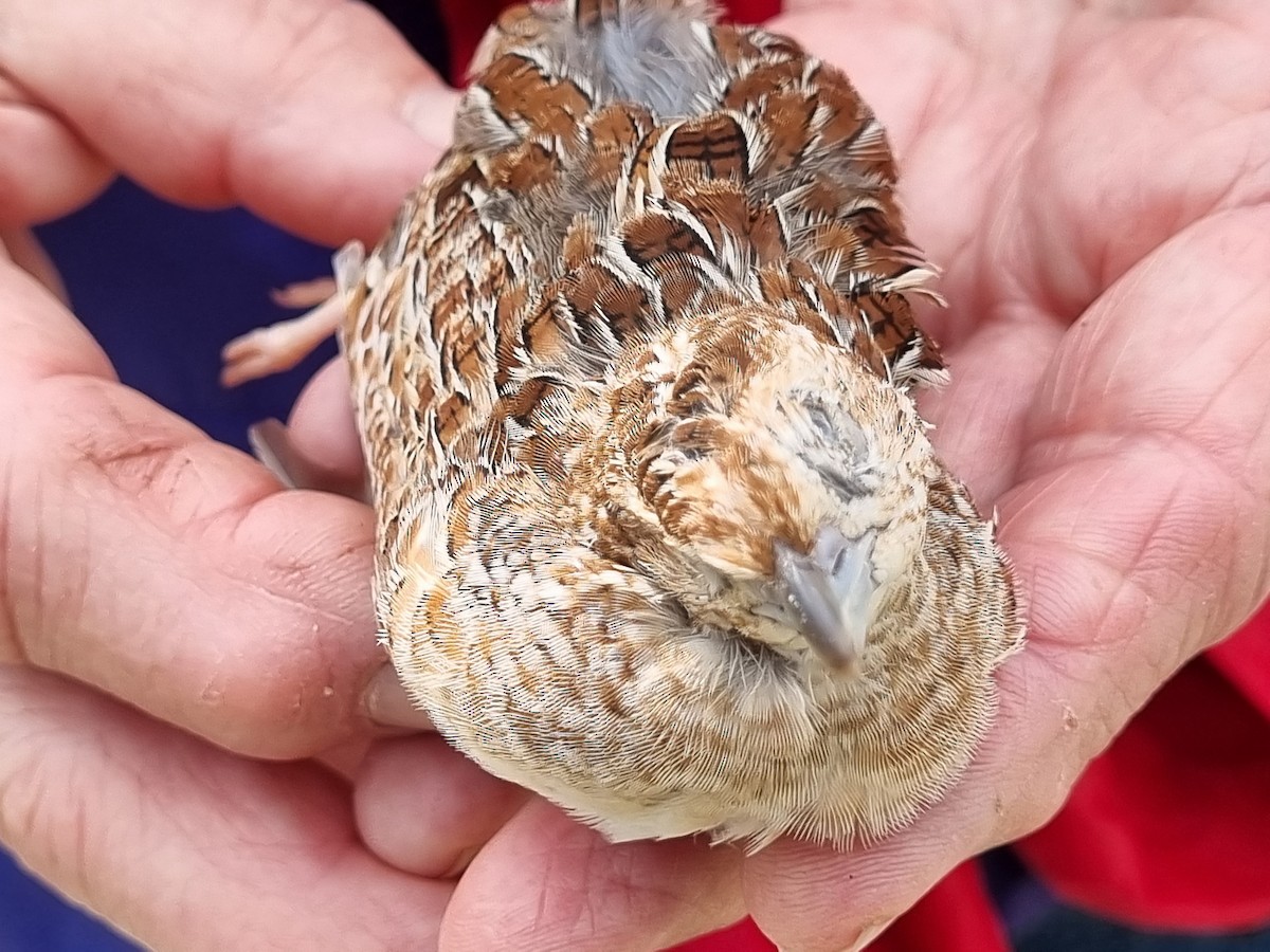 Little Buttonquail - ML623132517