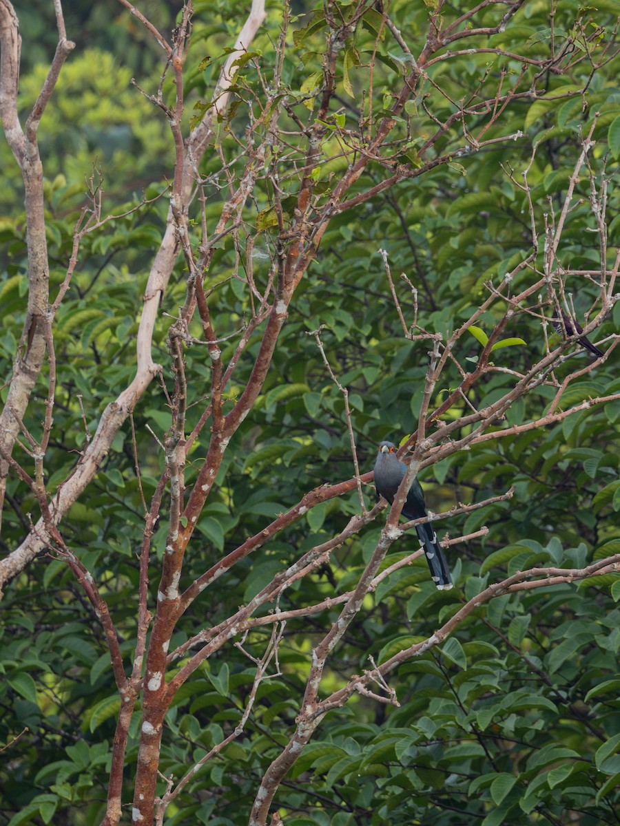 Chestnut-bellied Malkoha - ML623132530